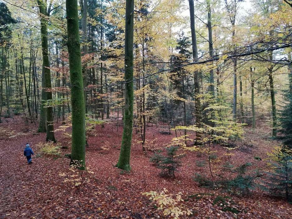 L'Enchantraine - Gite Tout Confort Et Tarif Tout Inclus - Appartement Spacieux Et Accueillant Sur Épinal Buitenkant foto